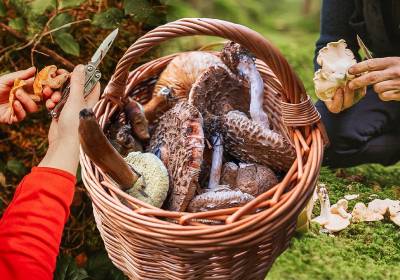 DAS Deva: Avertismentul medicilor pentru consumatorii de ciuperci culese din pădure!